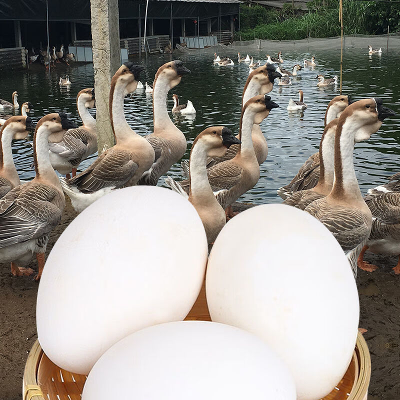 【京选推荐】狮头鹅活特大种灰狮头白鹅巨型正宗纯种汕头狮头鹅活小鹅