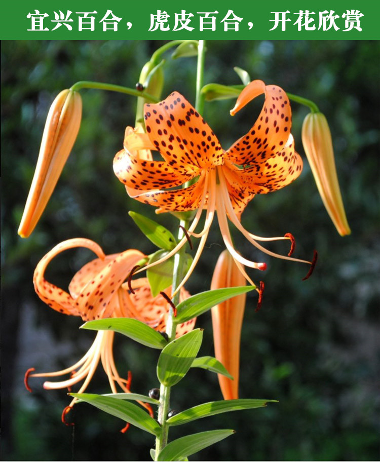 食用百合种球宜兴现挖鲜百合观花带芽花卉种子盆栽煲汤多头甜百合