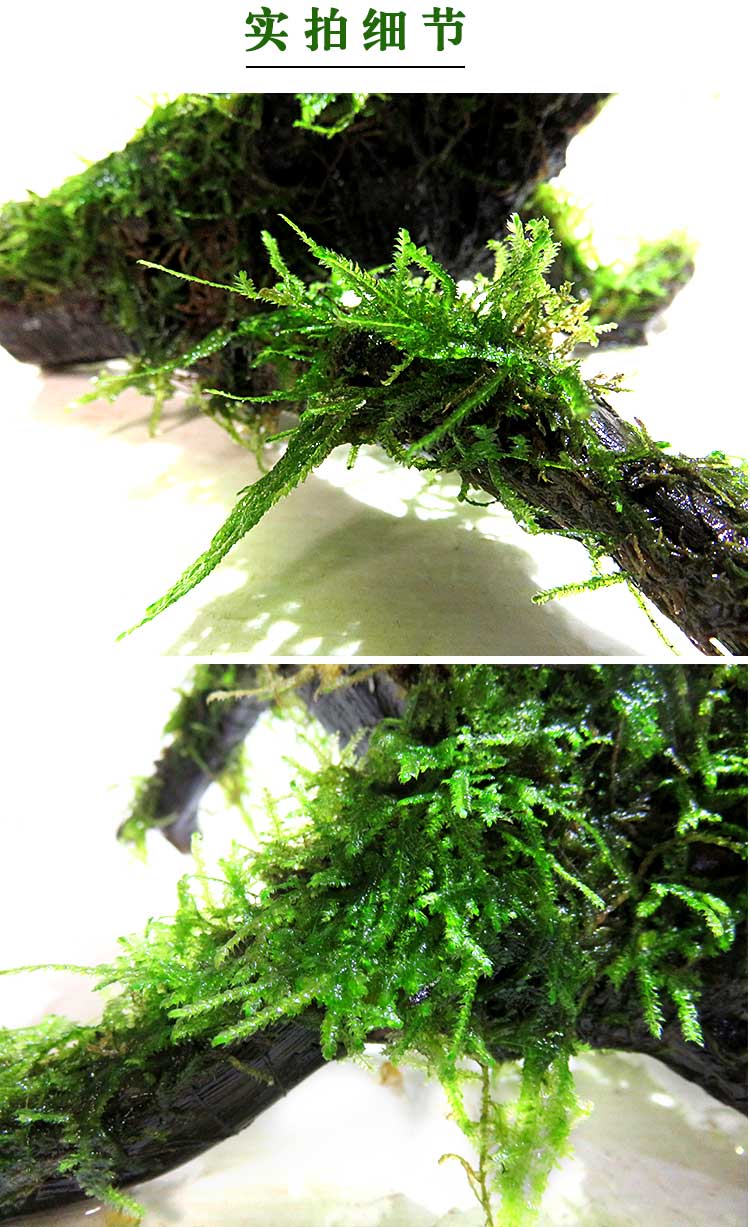 树成品大三角天然活体真水草套餐水族箱装饰 荧光黄 翡翠莫斯树2颗