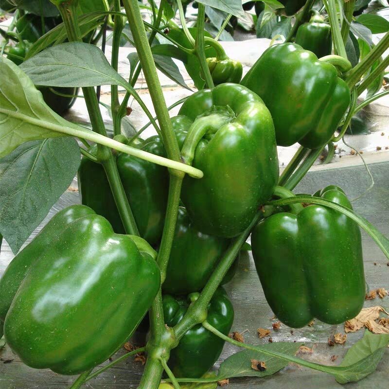 河南农家圆椒菜椒辣椒新鲜蔬菜皮厚肉多清甜灯笼椒2斤3斤5斤菜椒25斤