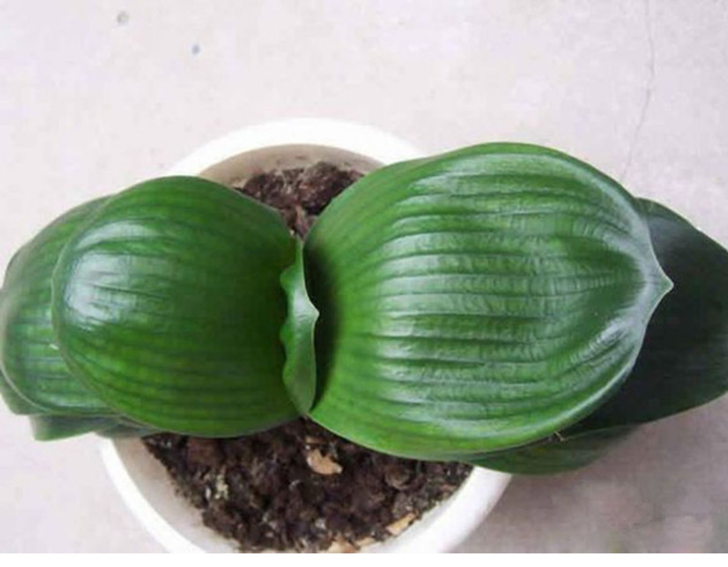 圆头和尚君子兰 盆栽花卉小苗 短叶黄技师 花脸兰花 大盆栽大苗 绿衣