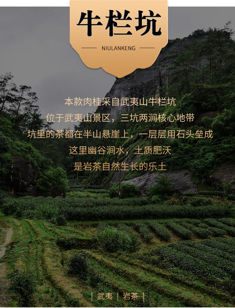 5折 牛栏坑肉桂500g 特级新茶正宗坑涧大红袍武夷岩韵茶果香马头岩上