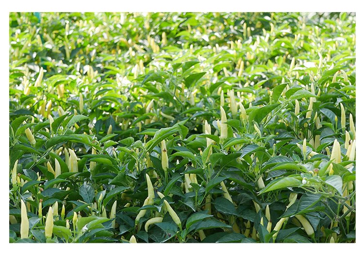 小米椒种籽泡椒种子小米椒苗四季阳台盆栽辣椒蔬菜超辣小米椒种孑