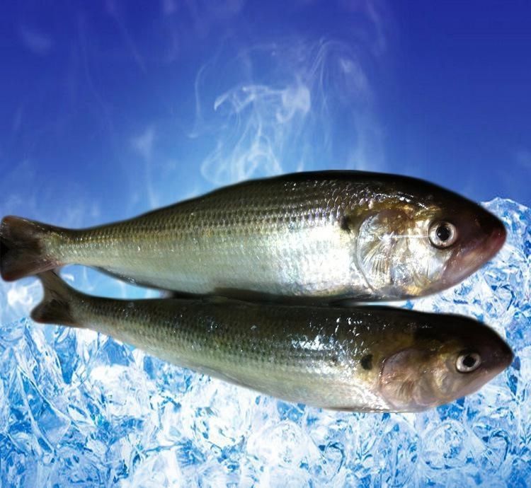 棠鲜生 新鲜鲥鱼 鲥鱼三来鱼海鲜无需刮鳞每条1斤-1.2斤 鲥鱼1.25-1.