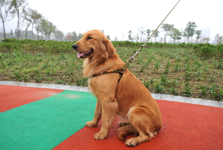 牵狗绳中型犬狗狗牵引绳狗链子胸背带遛狗绳中型犬大型犬金毛拉布拉多
