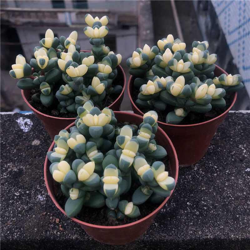 【带盆种好】黄金鹿角海棠多肉植物绿植花卉盆栽组合好养肉肉套餐