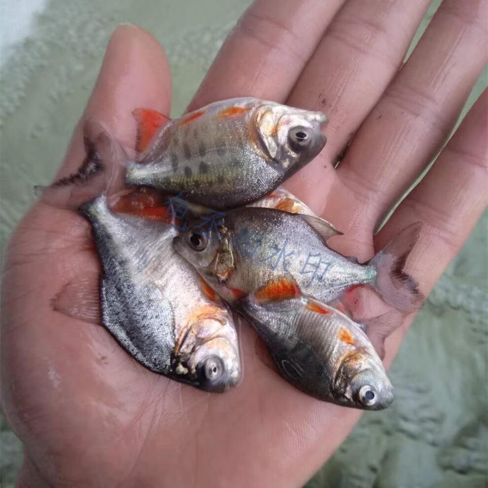 淡水白鯧魚苗紅鯧魚苗食用活體小型觀賞兇猛魚熱帶魚池塘養殖魚苗45