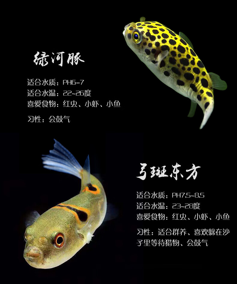 河豚鱼活体弓斑潜水艇斑马狗头热带淡水水族宠物观赏鱼办公室户外自养