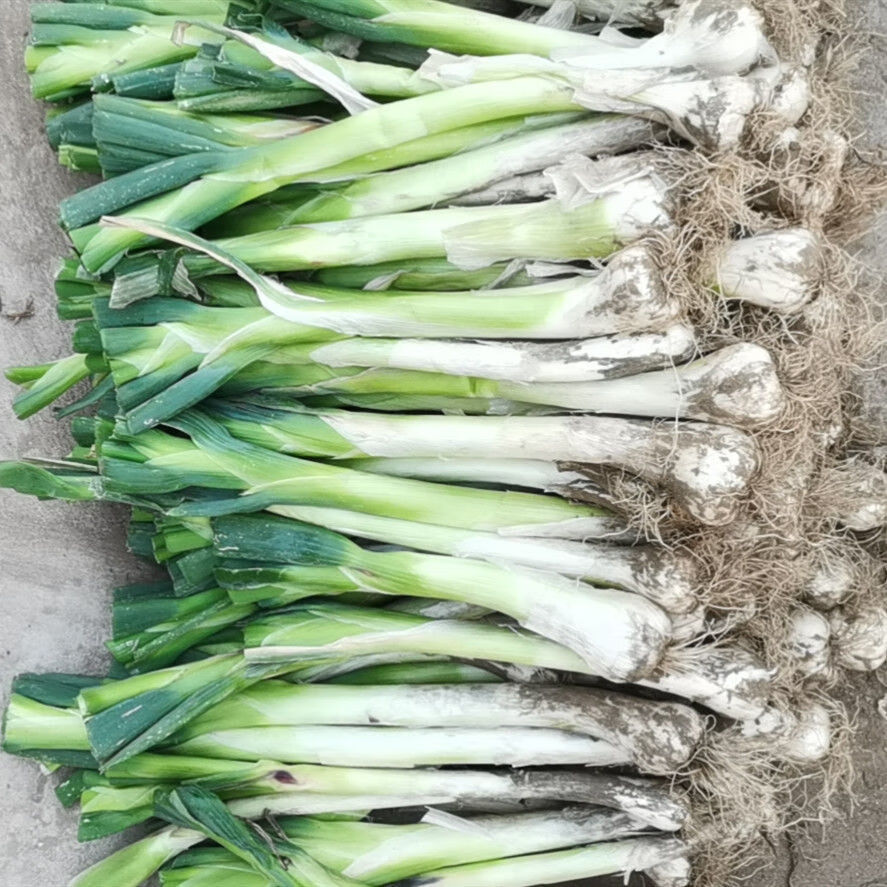 鸡腿葱新鲜大头葱农家自种鸡腿葱蔬菜冬储大葱5斤带叶鸡腿葱5斤