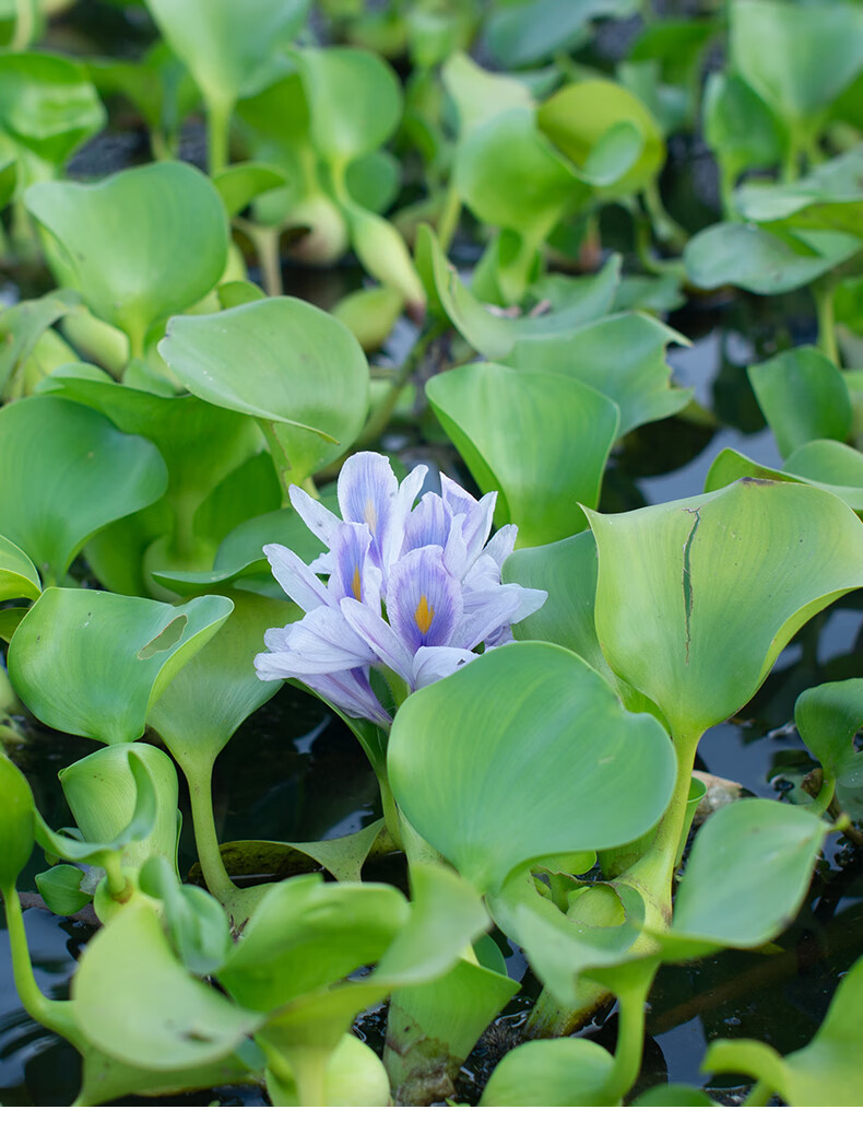 水葫芦浮萍水草花卉植物种苗鱼塘鱼池鱼缸养乌龟缸净化水质水芙蓉 10