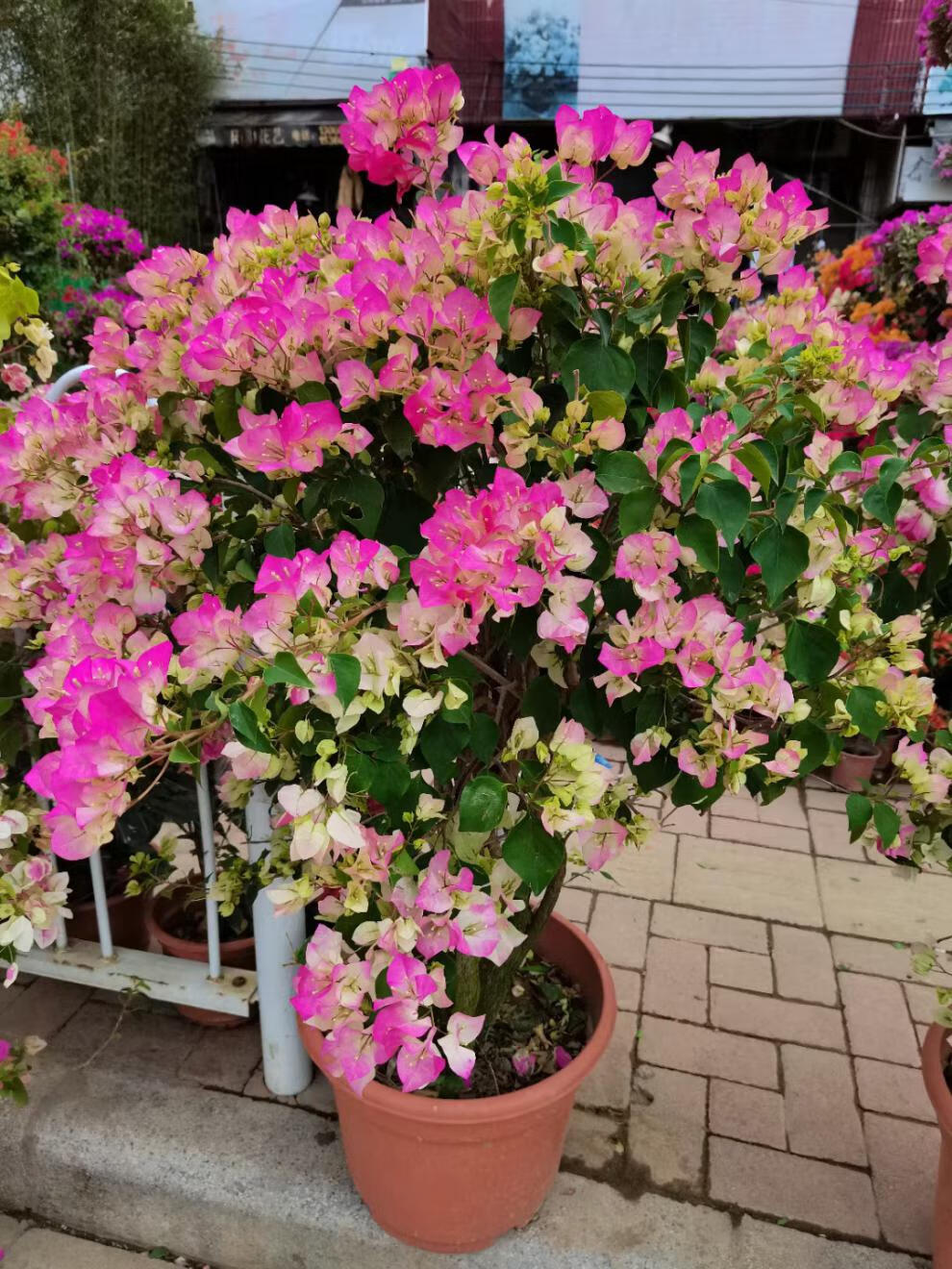 苏梦农资 三角梅绿樱杜鹃变色粉樱花耐寒耐热四季开花年宵大盆栽老桩