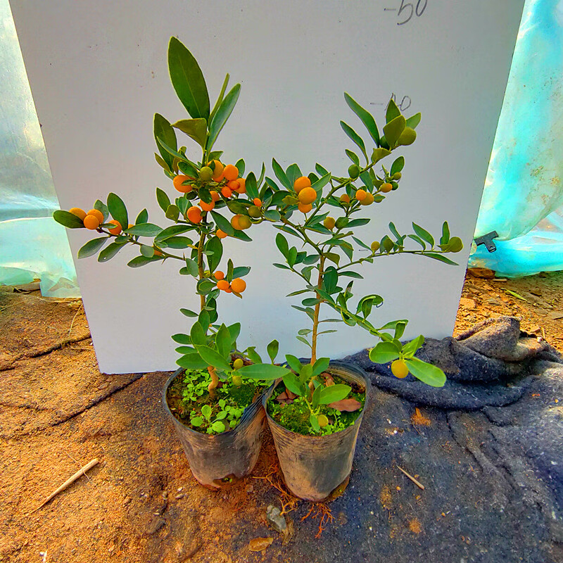 小金豆微型盆景素材苗小盆栽金桔 1盆小金豆微型盆栽1年苗不带果实 带