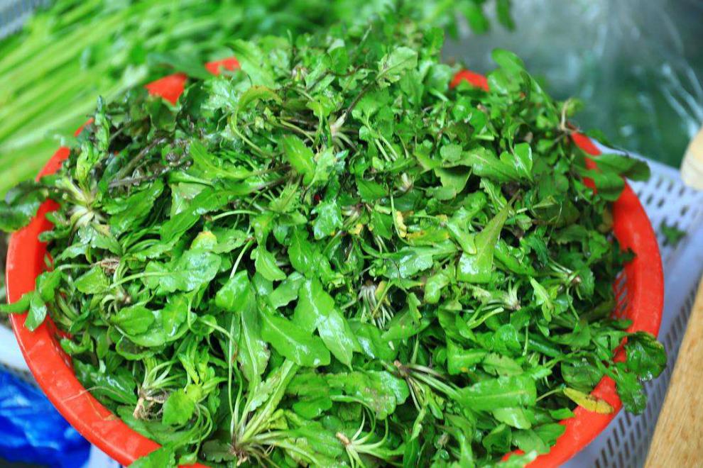 现挖新鲜荠菜野菜4斤生荠荠菜蔬菜饺子春卷包子菜馅新鲜送礼年货礼