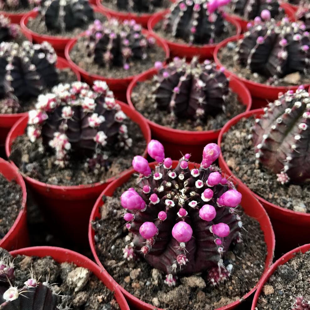 紫牡丹 仙人球群生植物盆栽黑牡丹肉肉植物绯牡丹防嫁接 紫牡丹4~5cm