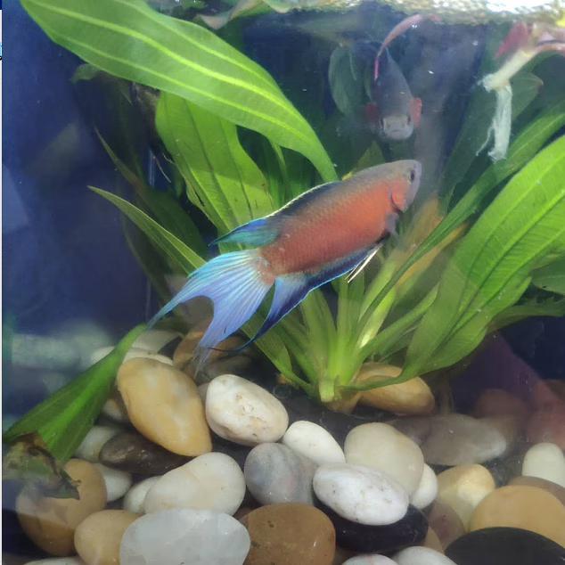 秋颖 白化红火焰斗鱼小型观赏鱼淡水冷水好养改良中国斗鱼活体鱼鱼苗