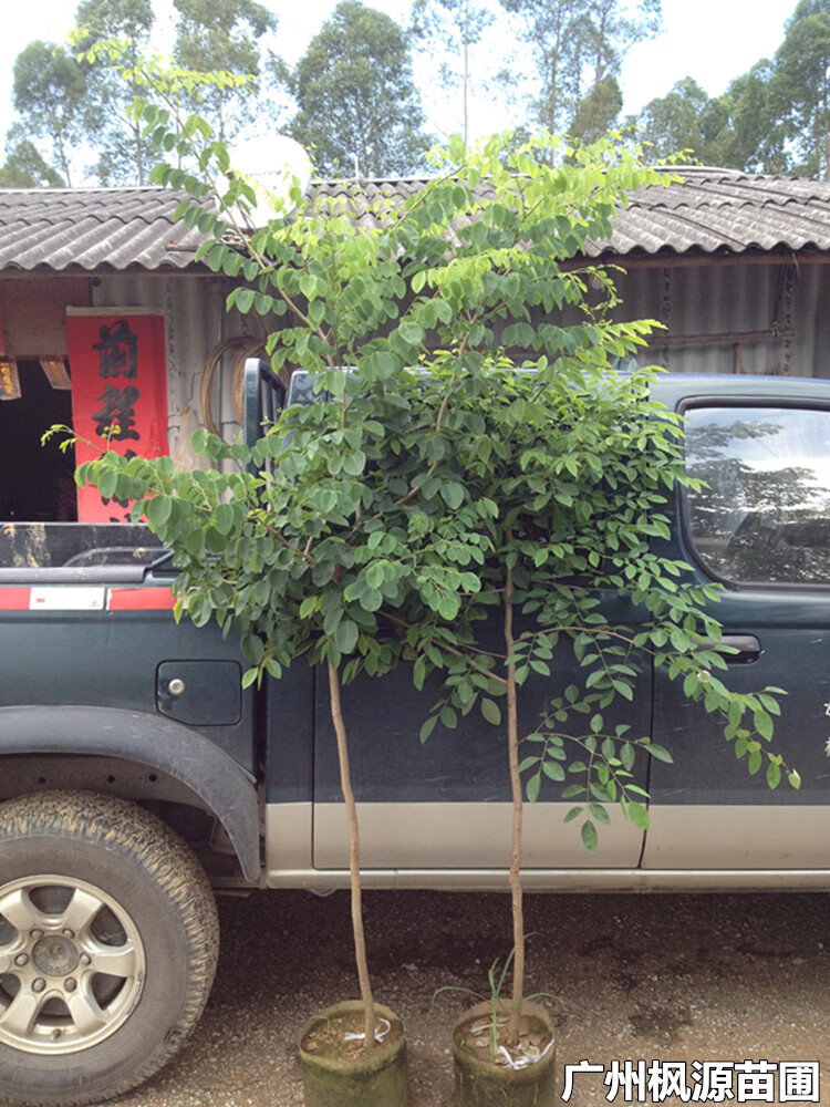 大红酸枝苗树苗红酸枝木苗珍稀名贵红木苗8090cm不含盆