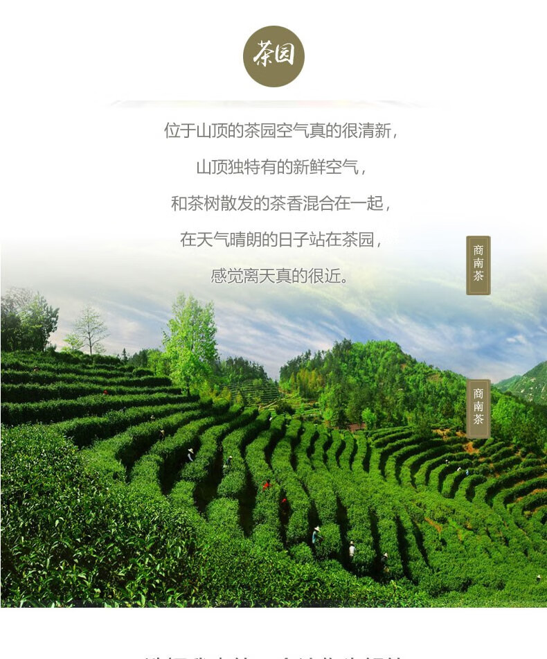 青樱红荔蠎岭陕西商南2021新茶茶叶绿茶春茶高山绿茶毛尖泉茗500g礼盒