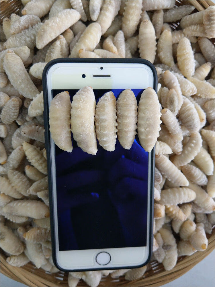 胡蜂大土蜂蜂蛹地龙蜂胡蜂马蜂蜂蛹川谷食源 3级虎头蜂蛹500克(一斤)