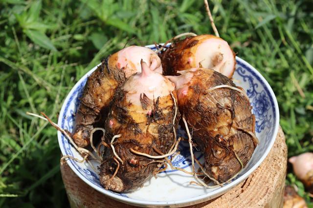 自销江西玉山现挖红芽芋新鲜大芋艿农家土特产毛芋子粉糯大芋头仔 超