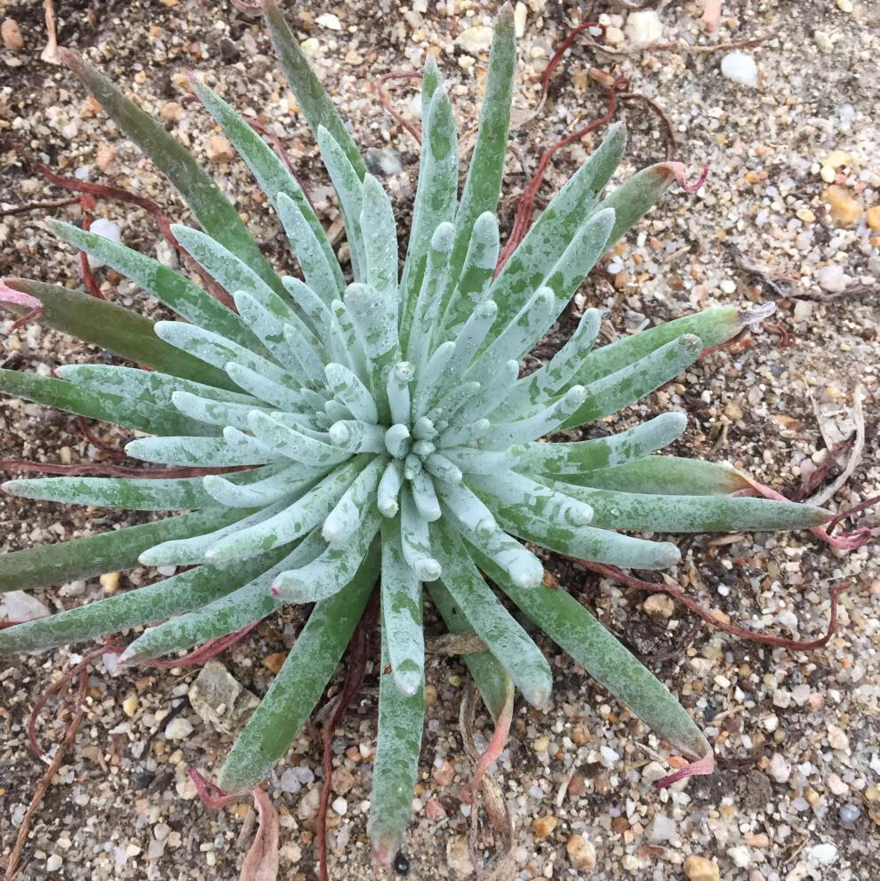 仙女杯多头群生一物一拍多肉奴婢吉娜植物多肉稀有种福果奴婢吉娜610