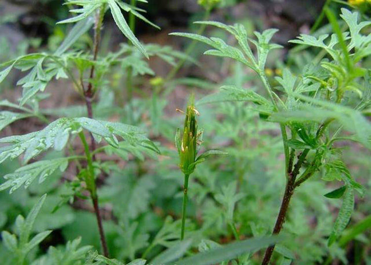 鬼针草鬼针草茶纯叶子天然鬼针草新鲜鬼棘针草泡茶叶【图片 价格 品牌