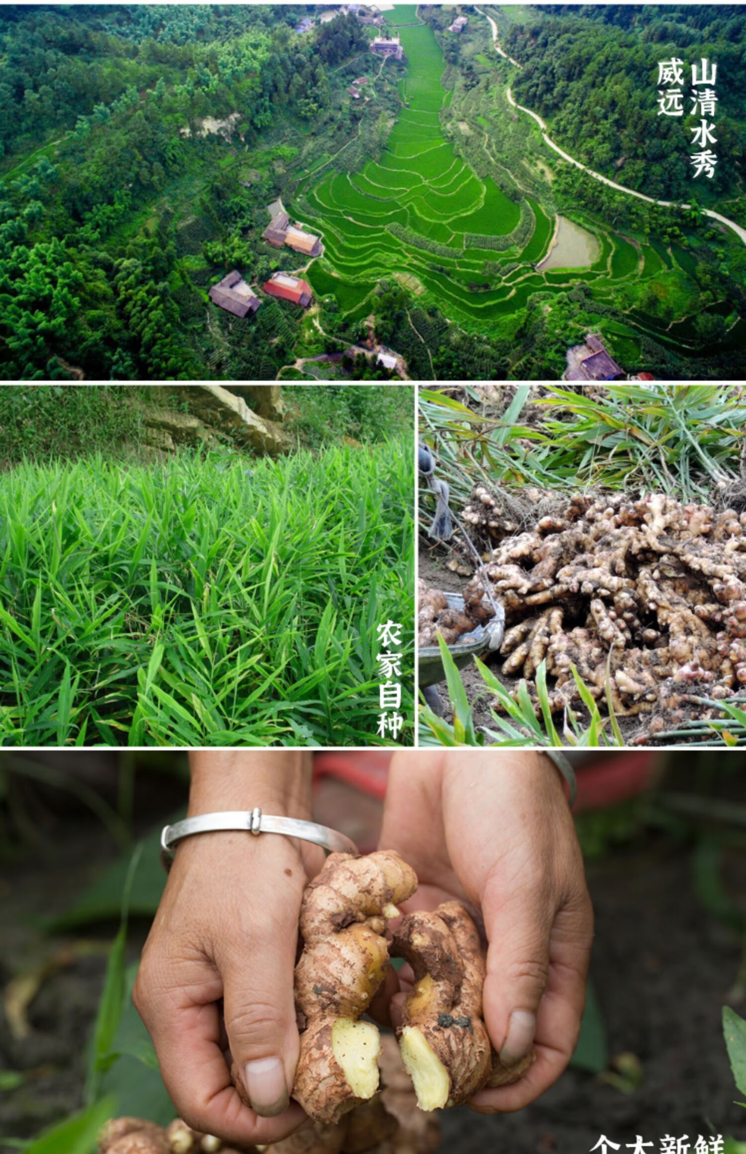 5折 四川威远小黄姜生姜老姜母干姜新鲜农家自种非云南山东2.