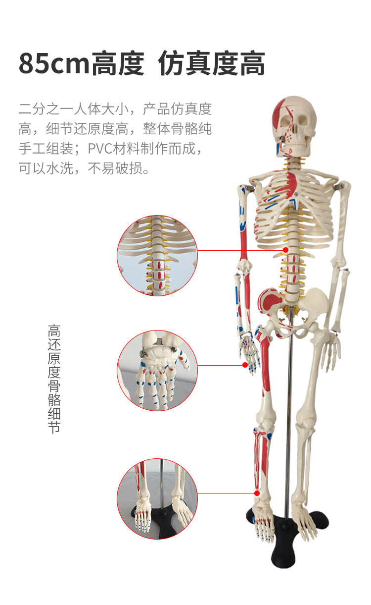 骨架模型人體骨骼模型骨架45cm85血管神經肌肉迷你小椎間盤20教學解剖