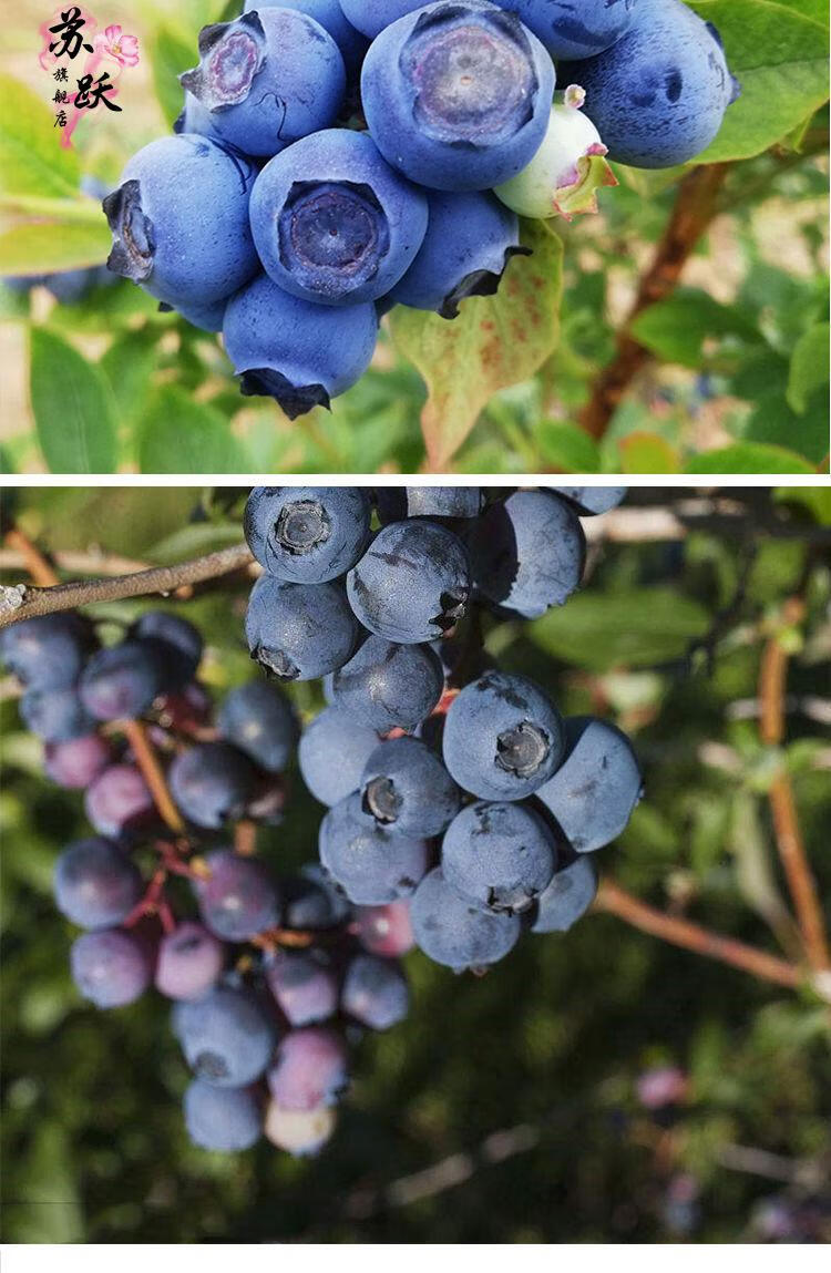 蓝莓苗当年结果黑珍珠 蓝莓树苗阳台 盆栽果树苗 地栽果树苗 南北方
