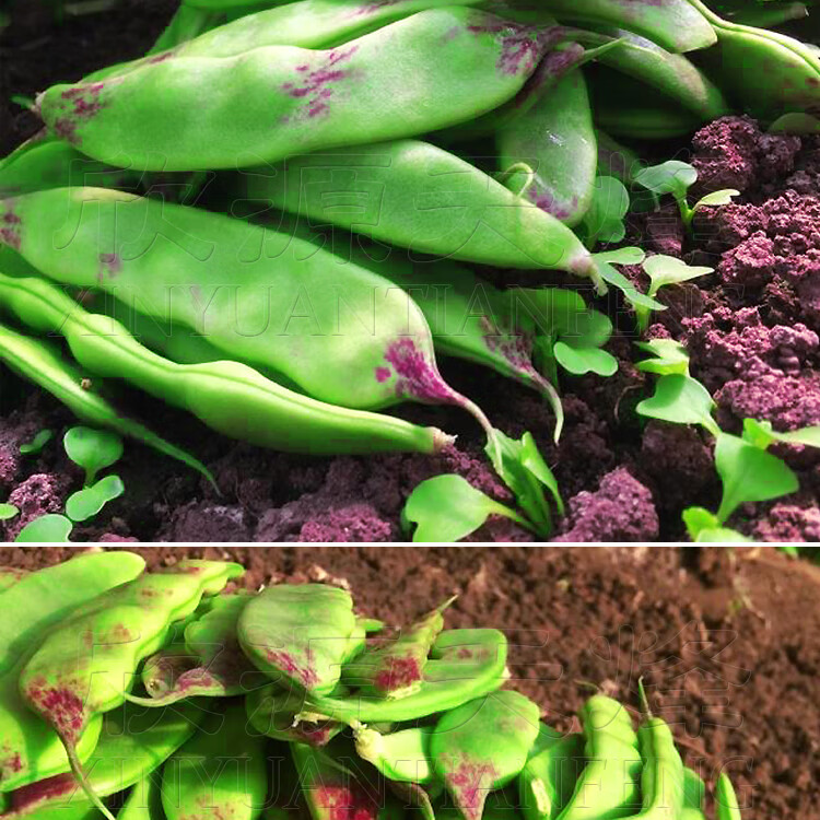 一点红东北油豆种籽油豆角种子大田冬季春季春秋特长豆种四季芸豆 一