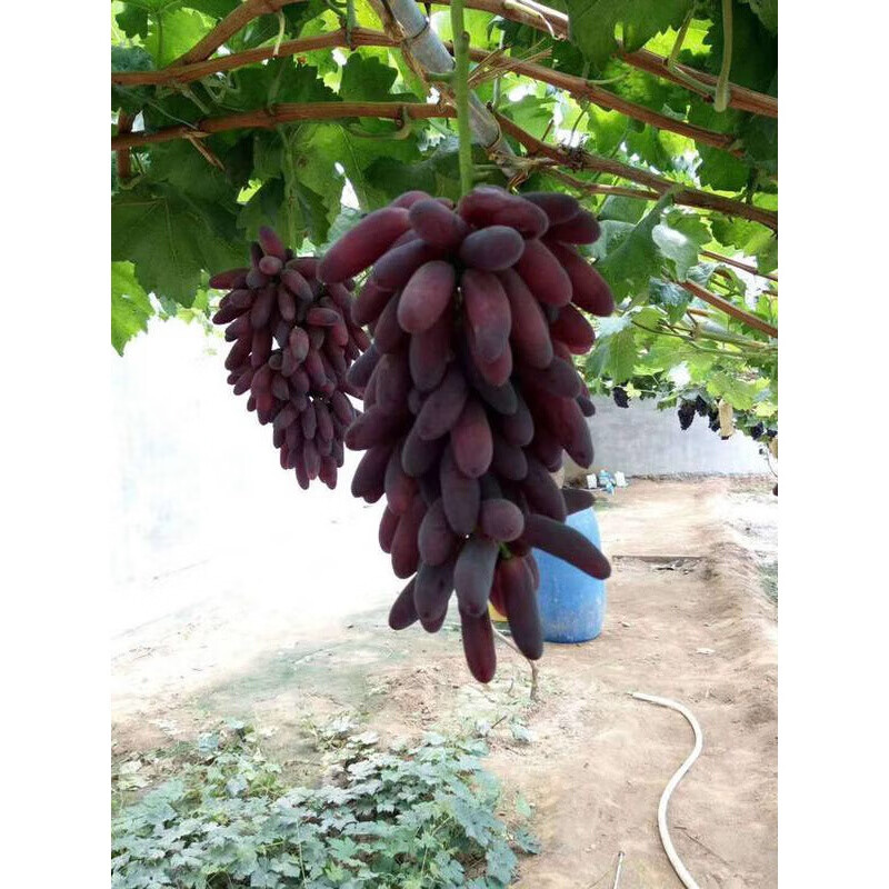 新品种葡萄树苗 葡之梦葡萄苗 盆栽地栽南方北方种植当年结果 葡之梦3