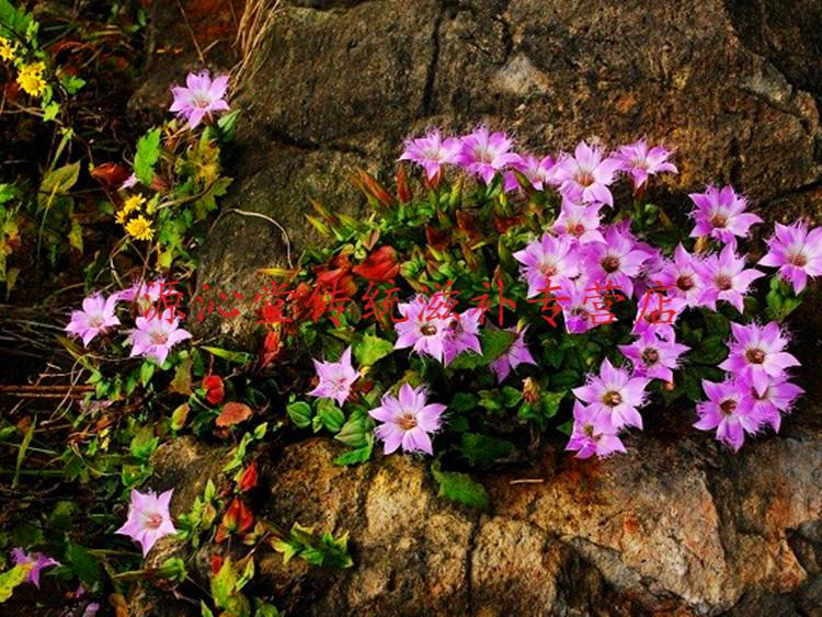 贵州特产红花龙胆草500g 中草药材龙胆花小青鱼胆星秀花