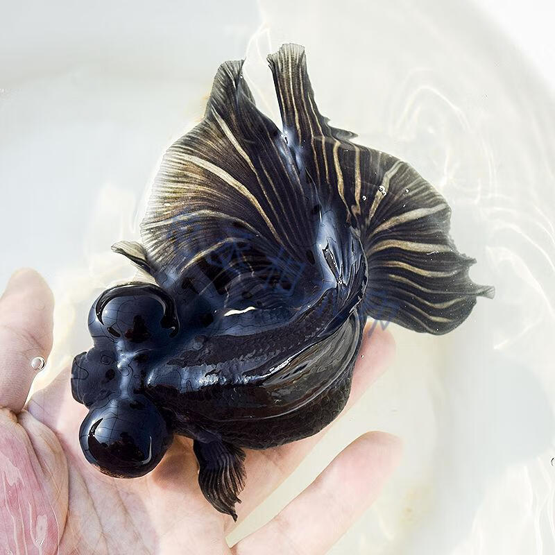 苗小型稀有金鱼水族观赏鱼宠物易养活小金鱼活鱼一条810厘米黑蝶尾