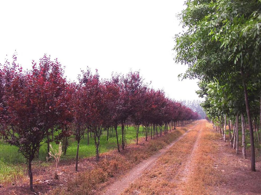 紫叶李树苗红叶李树紫叶稠李苗子园林绿化苗木紫叶李树紫叶李苗子 一