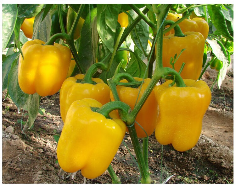 五彩甜椒辣椒种子四季高产盆栽菜椒太空椒彩色辣椒蔬菜种子红甜椒5克