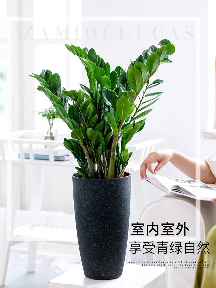 精品绿植金钱树盆栽室内客厅桌面旺财植物四季常青好养净化空气吸甲醛