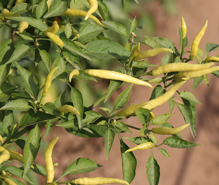 小米椒种籽子孑苗小米辣朝天椒辣椒特辣苗子苗秧幼春阳台盆栽四季小米
