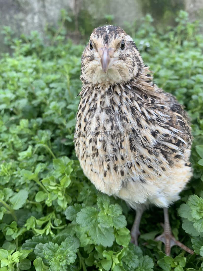 法巨鹌鹑白羽鹌鹑活体巨型鹌鹑白莎维黄沙维产蛋鹌鹑活物非洲黑鹌鹑活