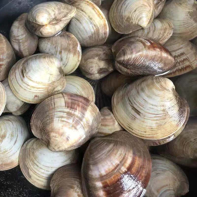 【超大蛤蜊码头直发】新鲜无沙美贝鲜活花甲花蛤蛤蜊鲜活水产香津驿站