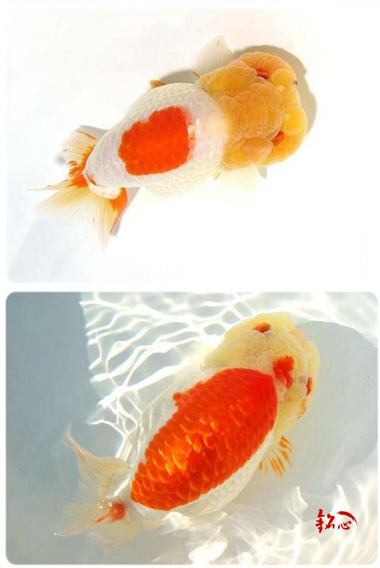 赛级兰寿金鱼活体精品观赏鱼冷淡水娃娃脸水族宠物鱼兰寿活鱼 6-7cm黑