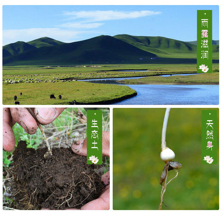 西藏特产贝母尖贝藏贝母西藏藏贝母味苦大颗粒中药材