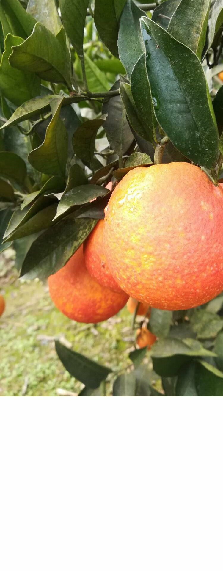 阿诺德血橙苖有玫瑰香味橙子树苖脐橙子苖塔罗科血橙苖南方北方种 3年