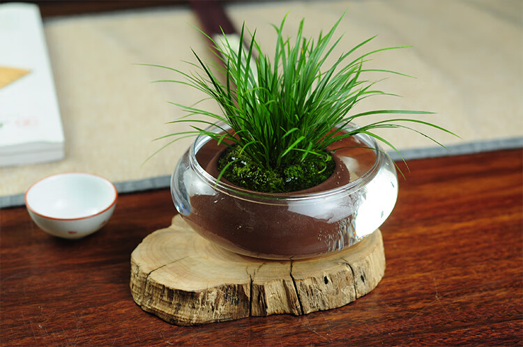 金钱菖蒲苗微型盆景黄金姬虎须菖蒲植物办公室盆栽四季常青绿植其他