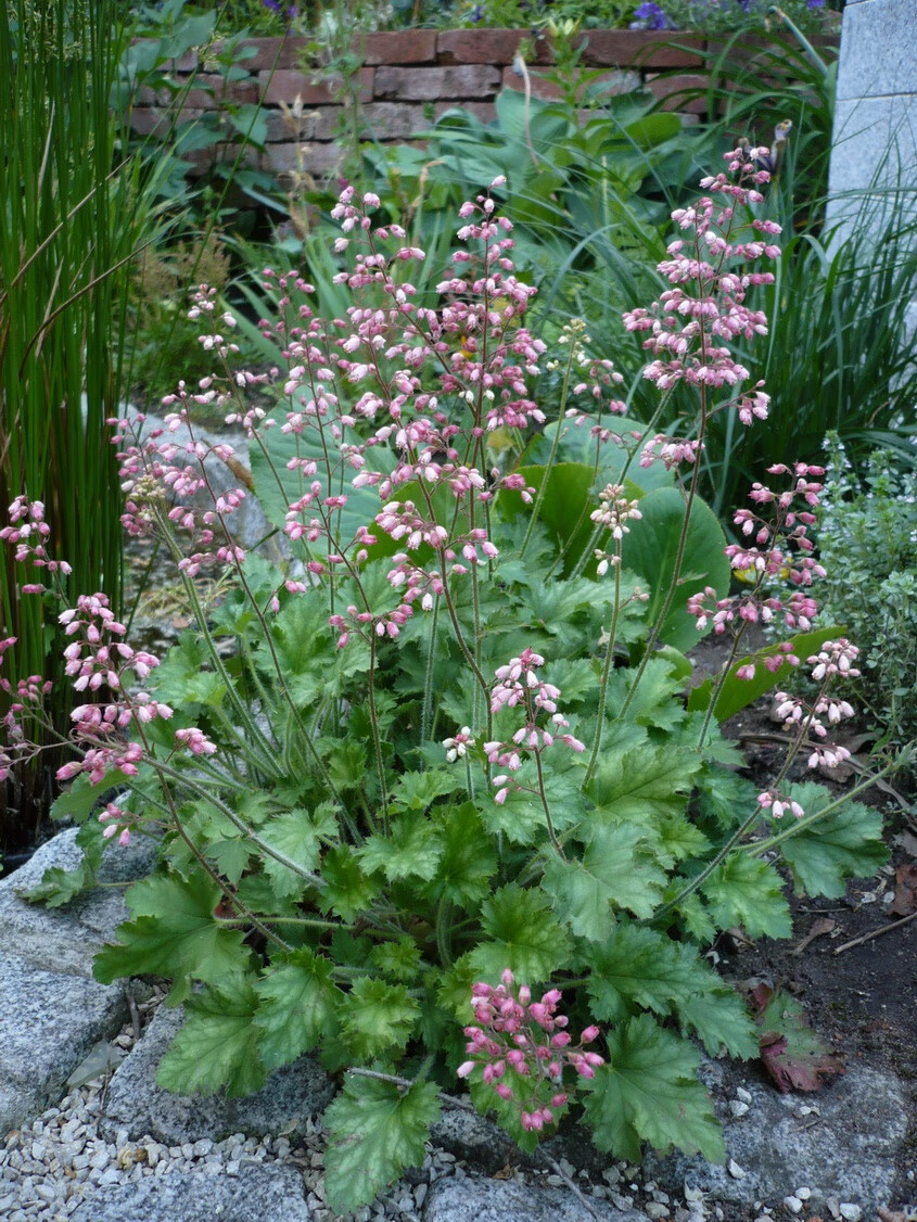 1小苗矾根花苗矾根盆栽耐荫耐寒地栽室内彩叶草多年生珊瑚玲中粉红色