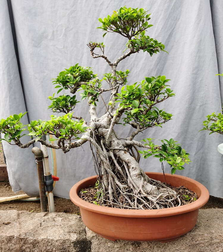 气根榕树盆景树桩台湾榕盆栽 绿植花卉室内外阳台虎皮榕老桩植物 1米s