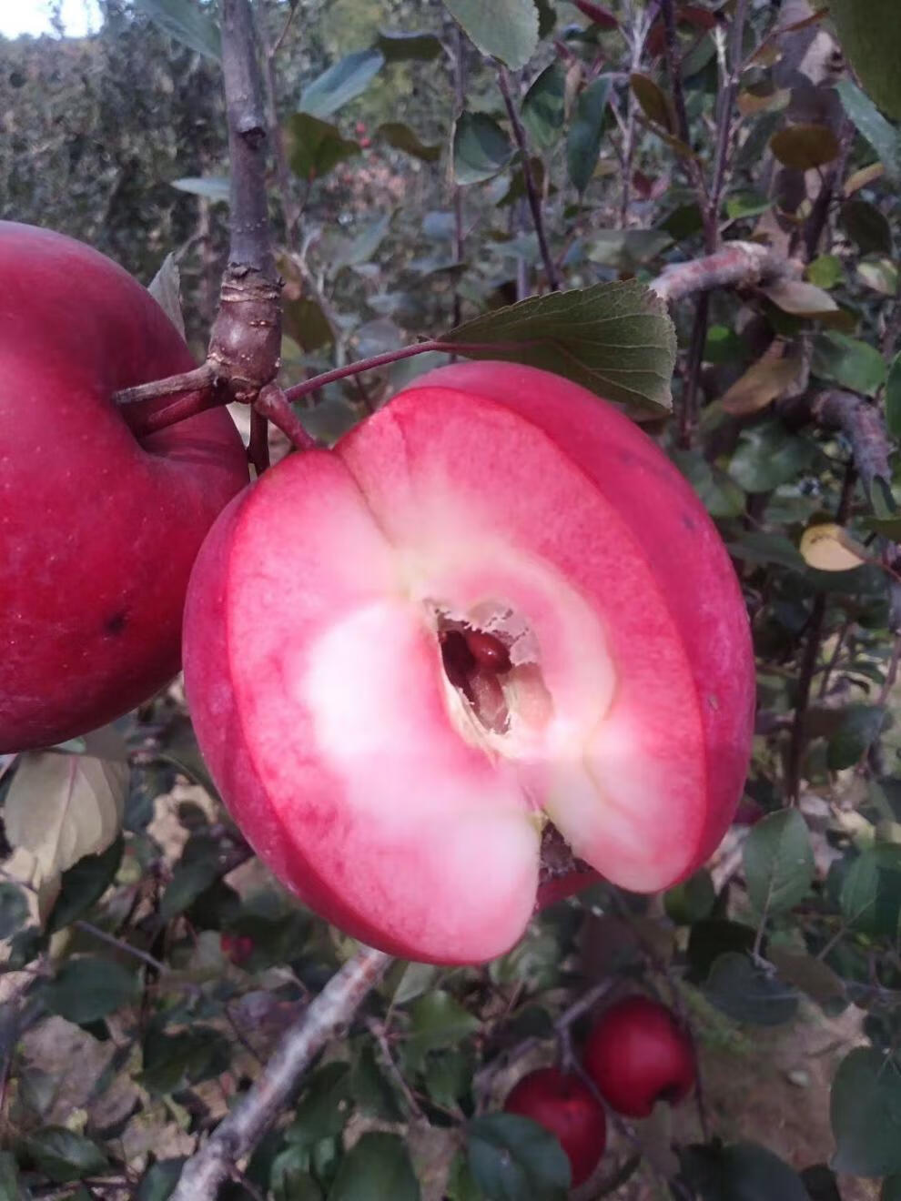 红肉苹果新鲜红色之爱苹果水果稀有高端礼盒礼品2斤尝鲜装