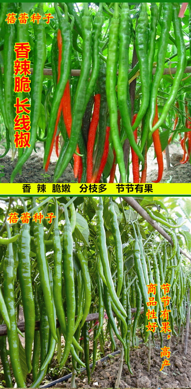 香辣长线椒种子高产辣椒种籽春秋季阳台盆栽蔬菜种孑长条椒杭椒籽 香