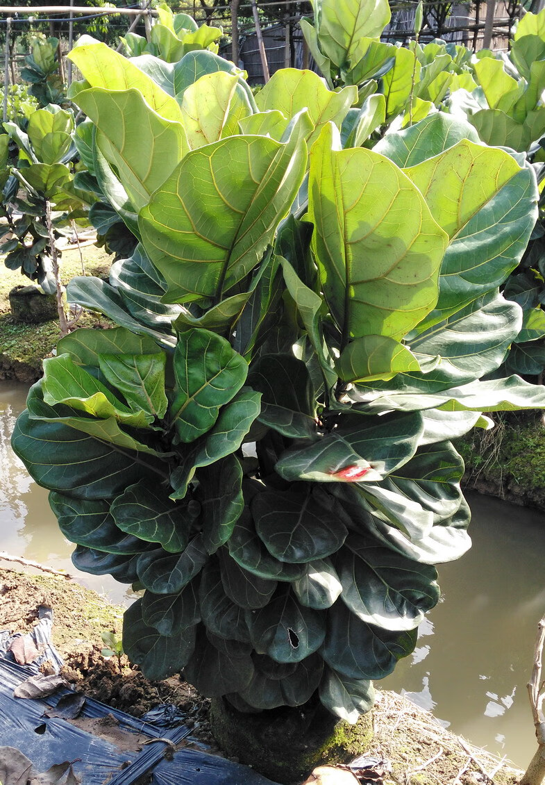 琴叶榕 大型室内客厅大叶绿植盆栽好养植物棒棒糖树型好 精品小琴叶榕