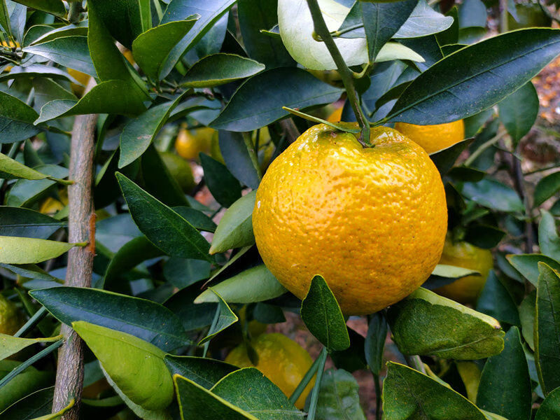 现货速发正宗瓯柑苦柑苦橘10斤5斤桔子新鲜欧柑孕妇水果苦柑年货5斤中