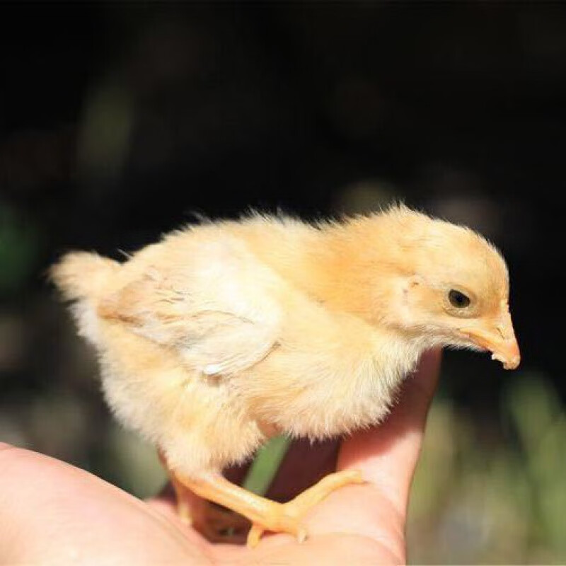 老欧(长汀河田鸡种蛋)正宗纯种长汀河田鸡新鲜受精种蛋可孵化小鸡