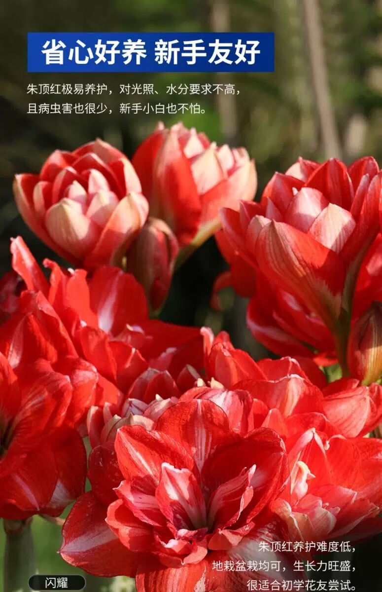 【朱顶红种球】【常年开花】荷兰进口朱顶红四季开花卉绿植物室内盆栽